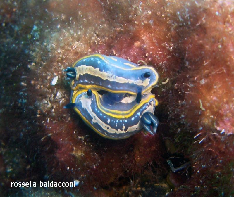 Hypselodoris tricolor